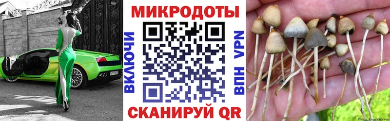 Псилоцибиновые грибы Cubensis  Багратионовск 